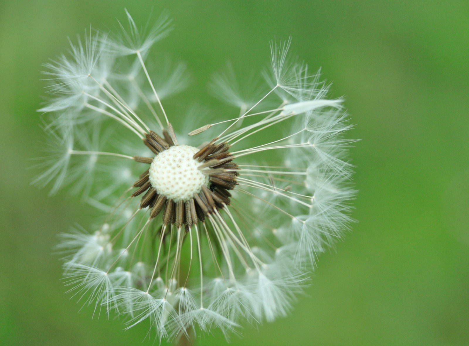 Een uitgebloeide paardebloem - perfectionisme - Rust in mijn hoofd coaching