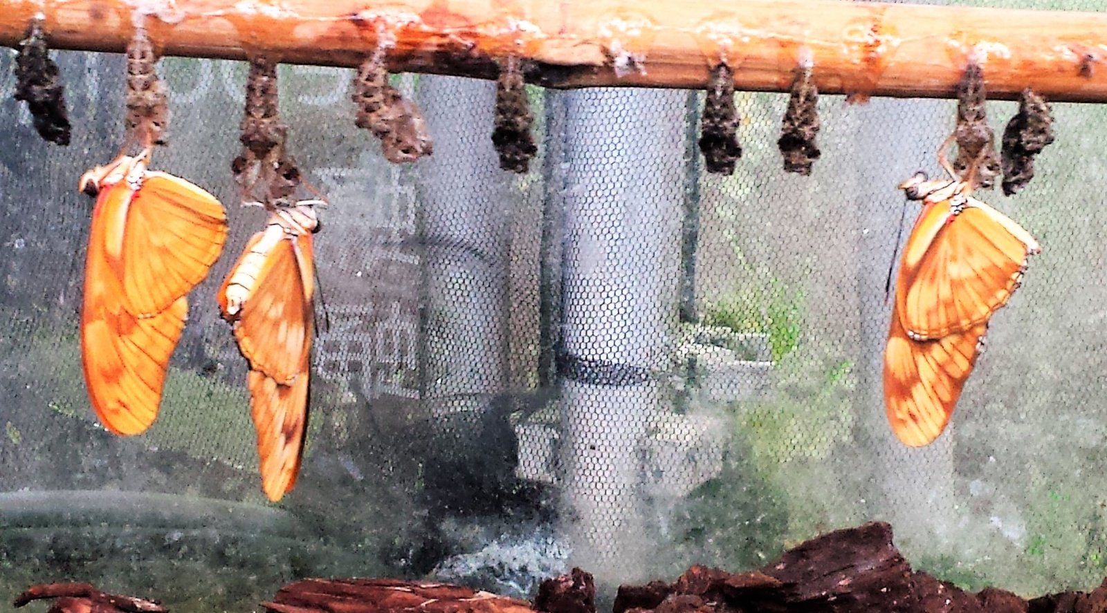 Vlinders uit de cocon - Rust in mijn hoofd