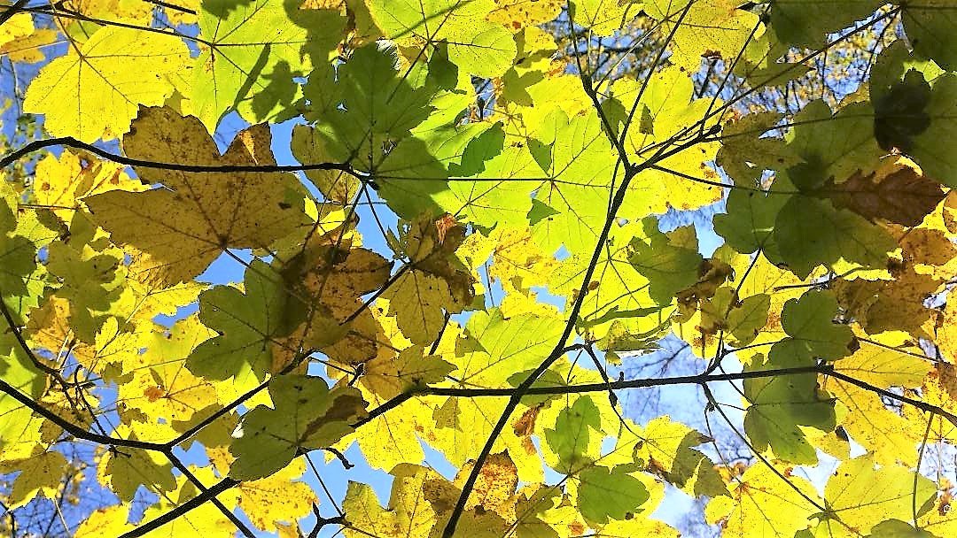 Bladeren - mag je even niets doen? Staren naar een boom bijvoorbeeld.