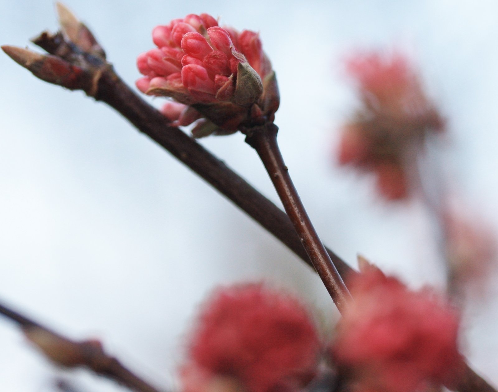 Roze bloemknopje - Hoe vaak gebruik je het woord 'even'?