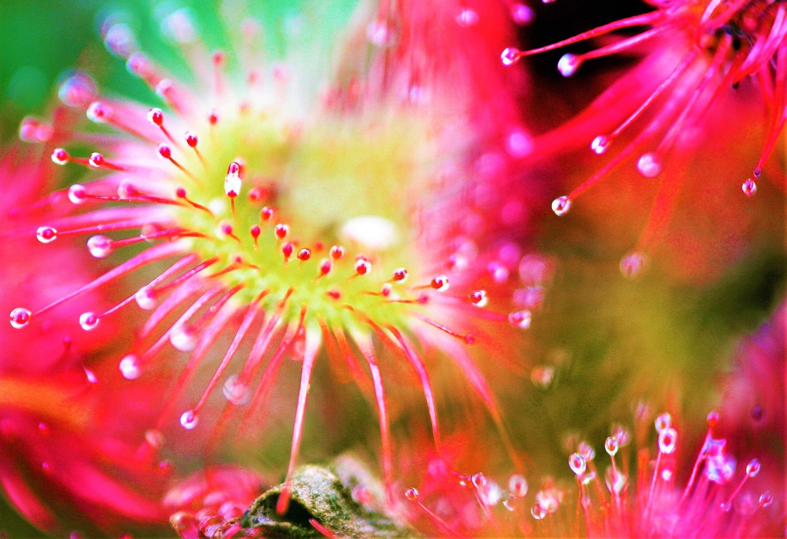 Zonnedauw - Goede voornemens of goede gewoontes?