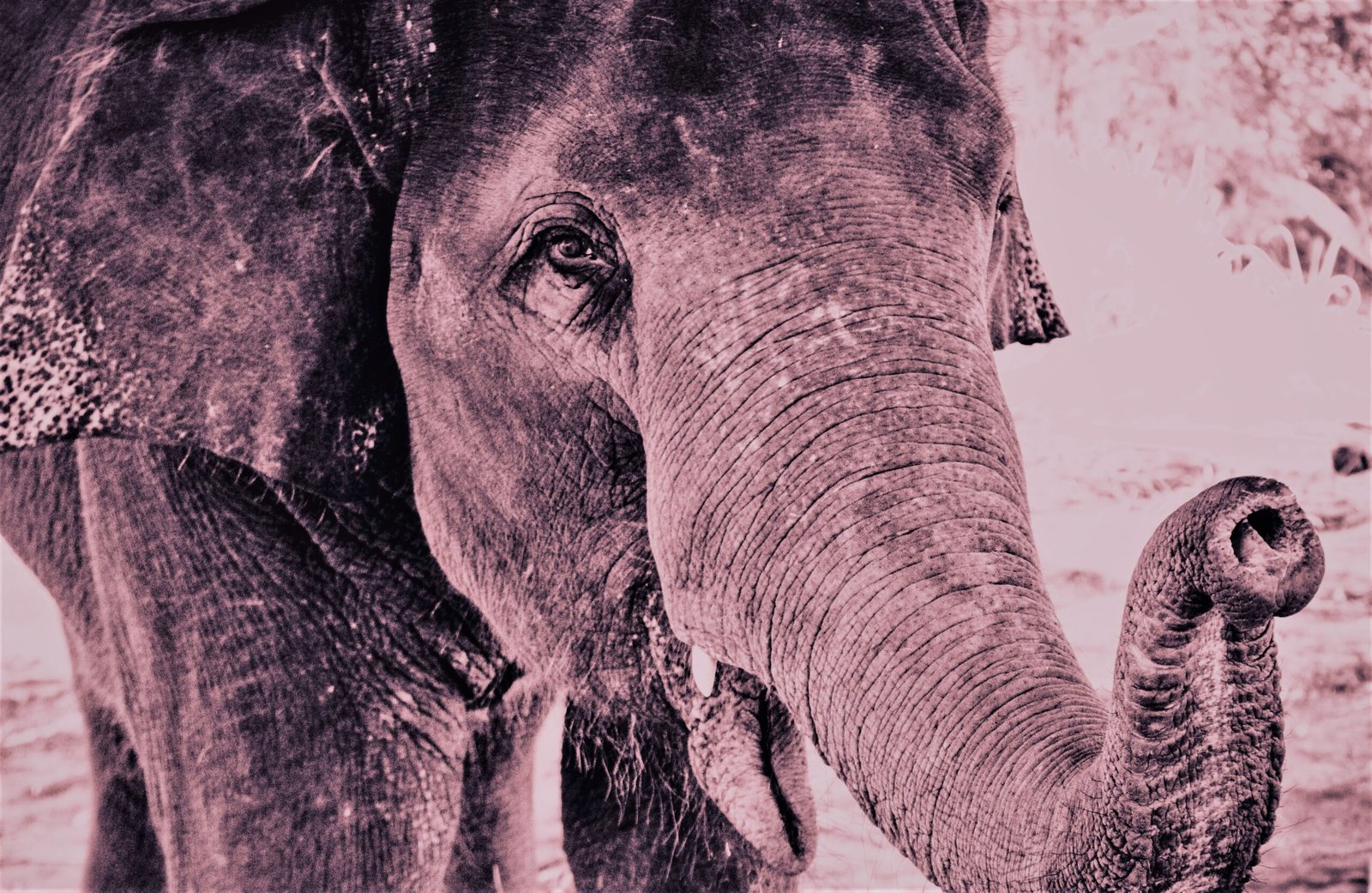 Roze olifant - rust in mijn hoofd coaching