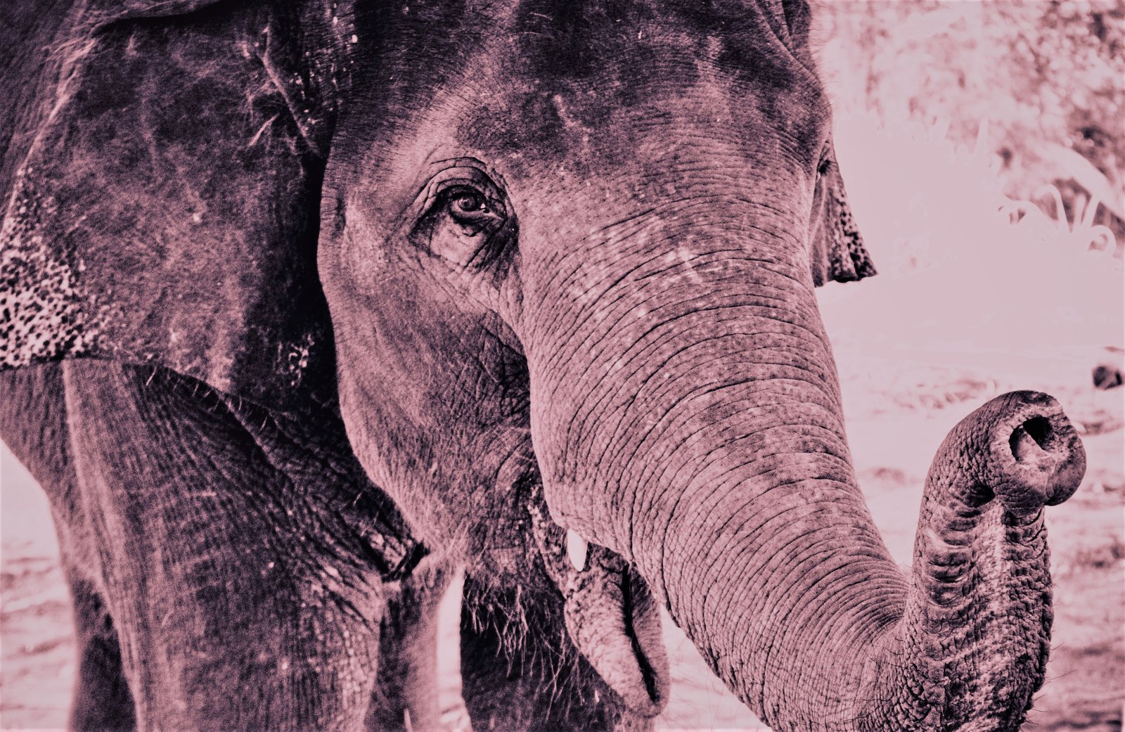 Roze olifant - rust in mijn hoofd coaching