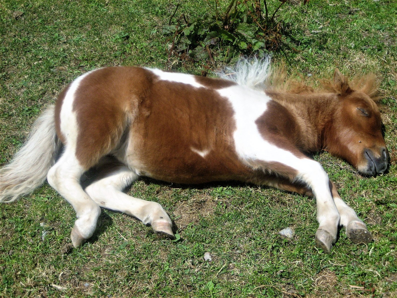 Slapend veulens - Heerlijk slapen tips