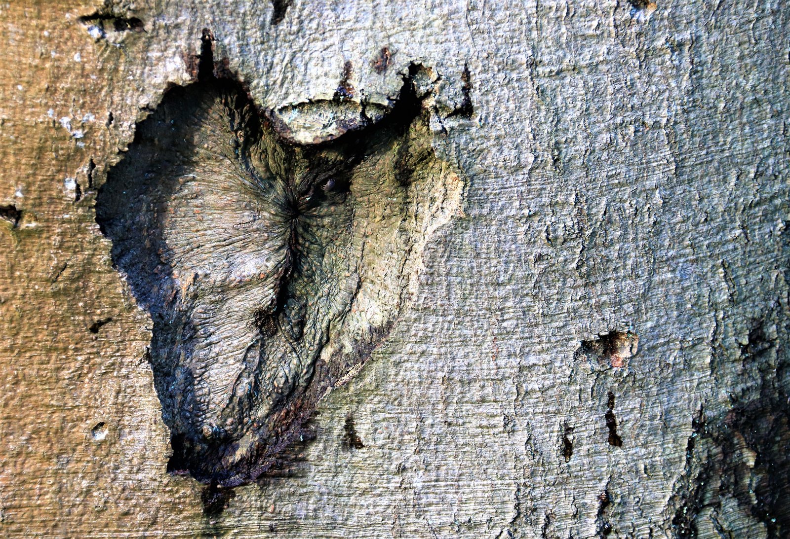 Vorm van een hart in een boom - www.rustinmijnhoofd.nu