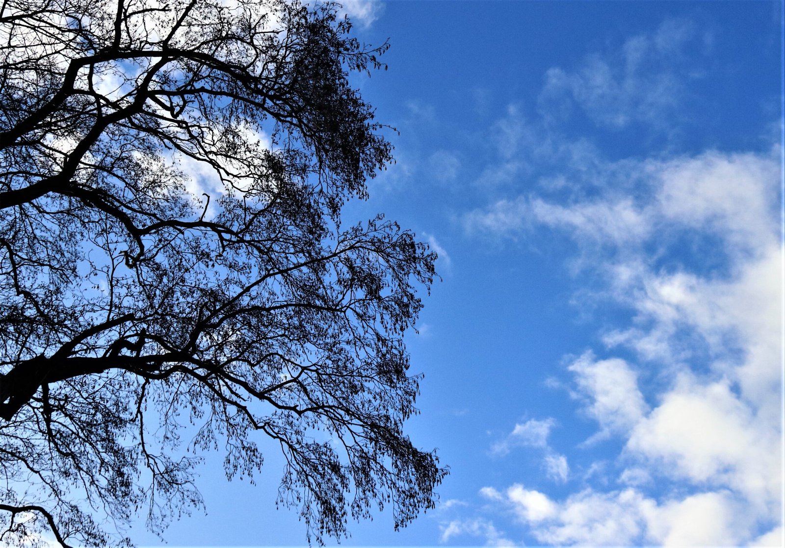 Kale boom tegen blauwe lucht met witte wolken
