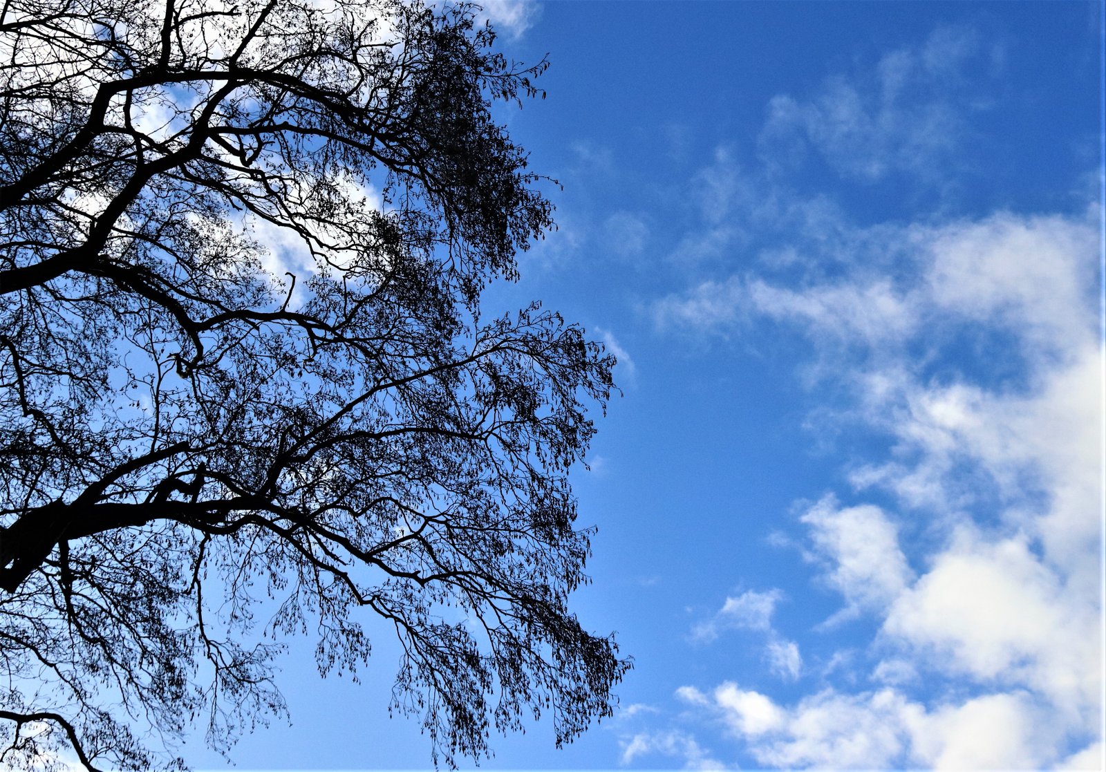 Kale boom tegen blauwe lucht met witte wolken