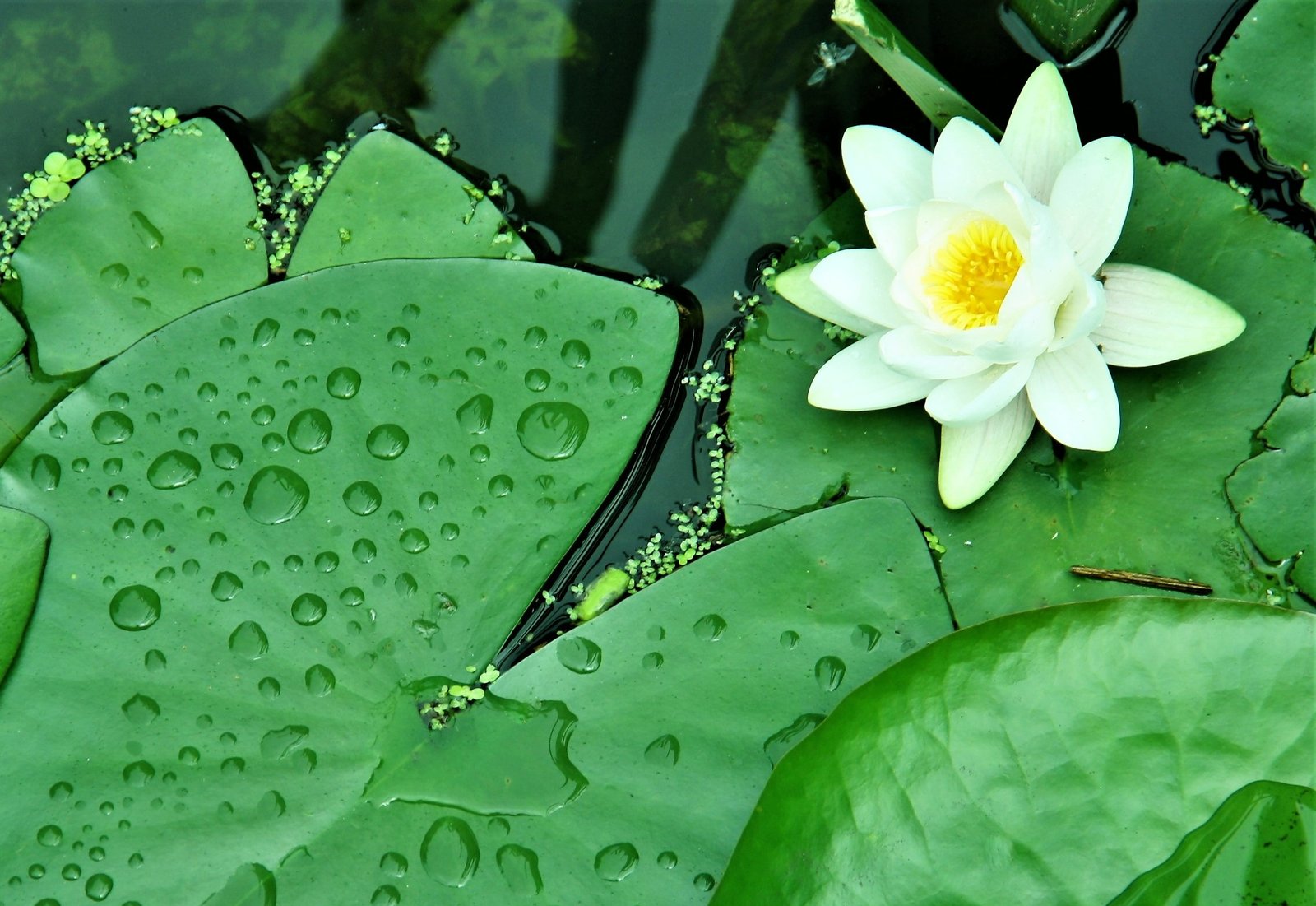 Waterlelie - tips om meer te genieten - Rust in mijn hoofd coaching