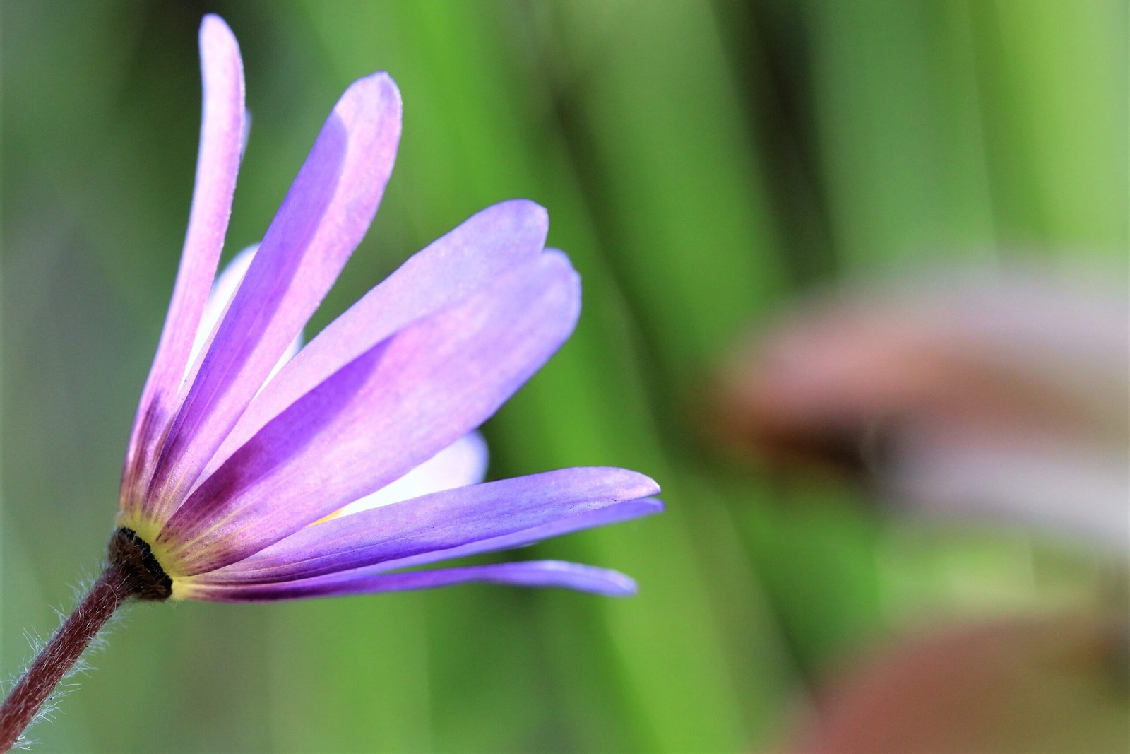 Paarse bloem - Nee zeggen - www.rustinmijnhoofd.nu