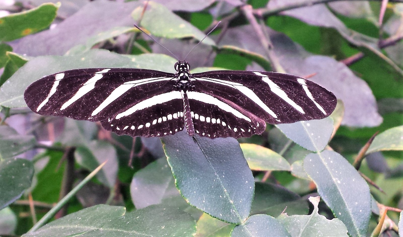 Vlinder op een blad - Rust in mijn hoofd coaching - Wendela van Beek