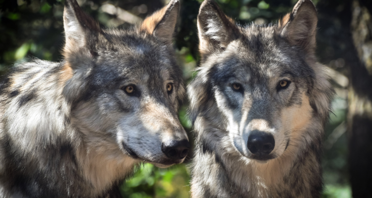 De Cherokee legende van de twee wolven.