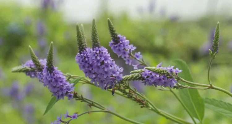Waarom praten niet altijd helpt bij trauma’s