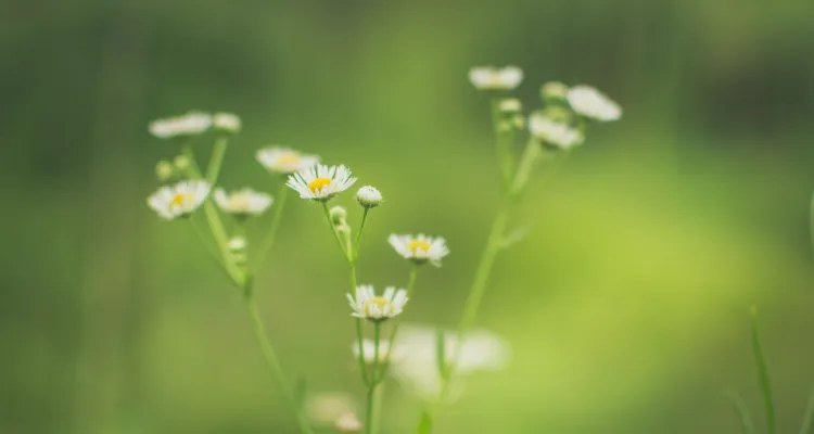 De effectiviteit van Brainspotting